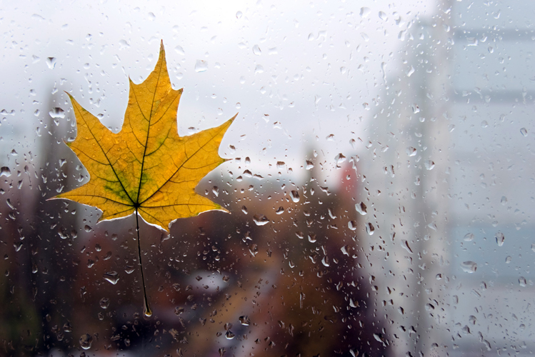 Maple leaf has stuck behind a window