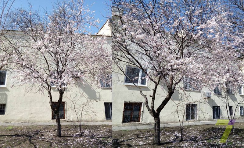 абрикосы
